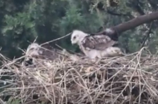 Γεράκια έκαναν τη φωλιά τους μέσα στην πόλη του Ναυπλίου (βίντεο)